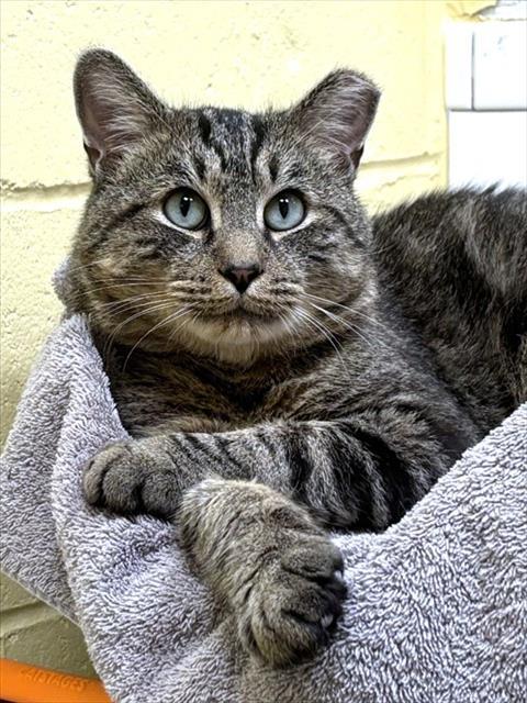 CHARLES, Adoptable, Young Male Domestic Short Hair.