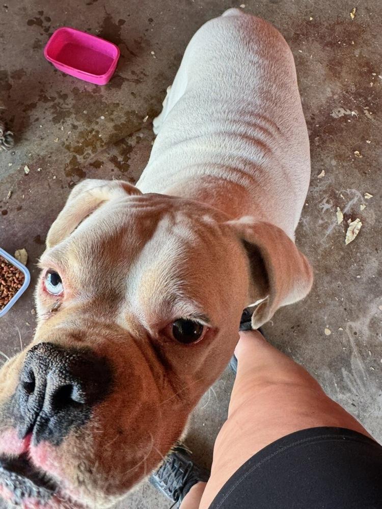 Herrick, Adoptable, Adult Male Boxer.