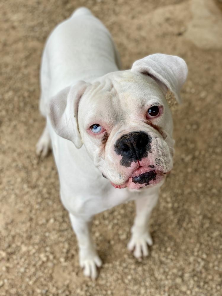 Herrick, a Adoptable Boxer in Hewitt, TX image 2/5