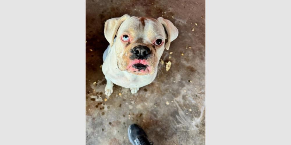 Herrick, a Adoptable Boxer in Hewitt, TX image 3/5