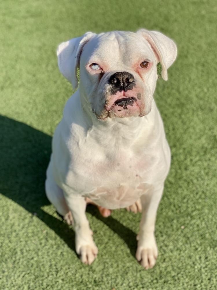 Herrick, a Adoptable Boxer in Hewitt, TX image 4/5