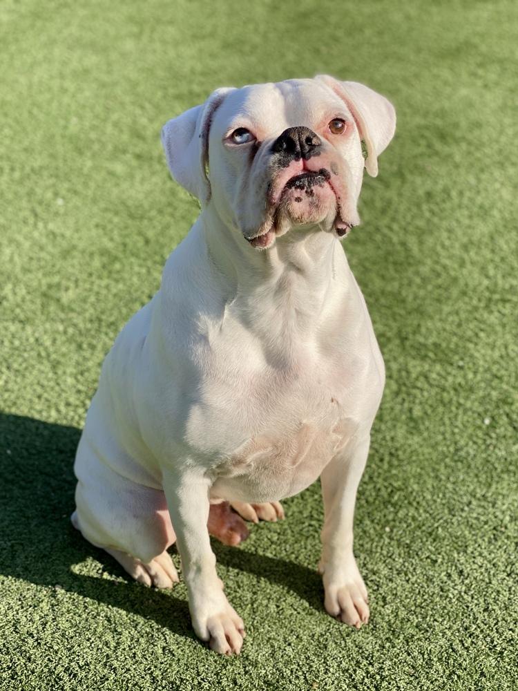 Herrick, a Adoptable Boxer in Hewitt, TX image 5/5