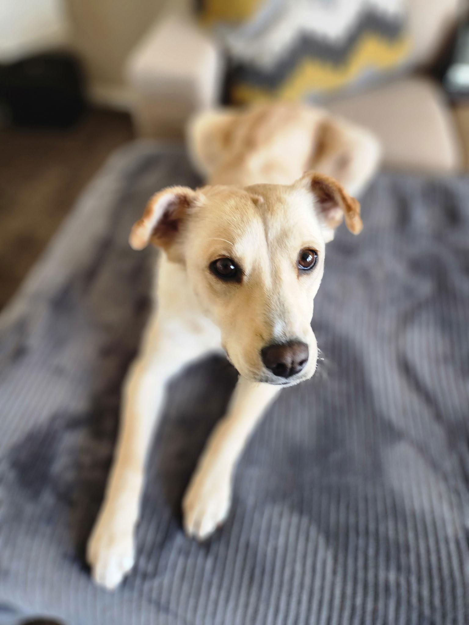 Enlarge Collette, a Adoptable Collie in Salt Lake City, UT image 1/3