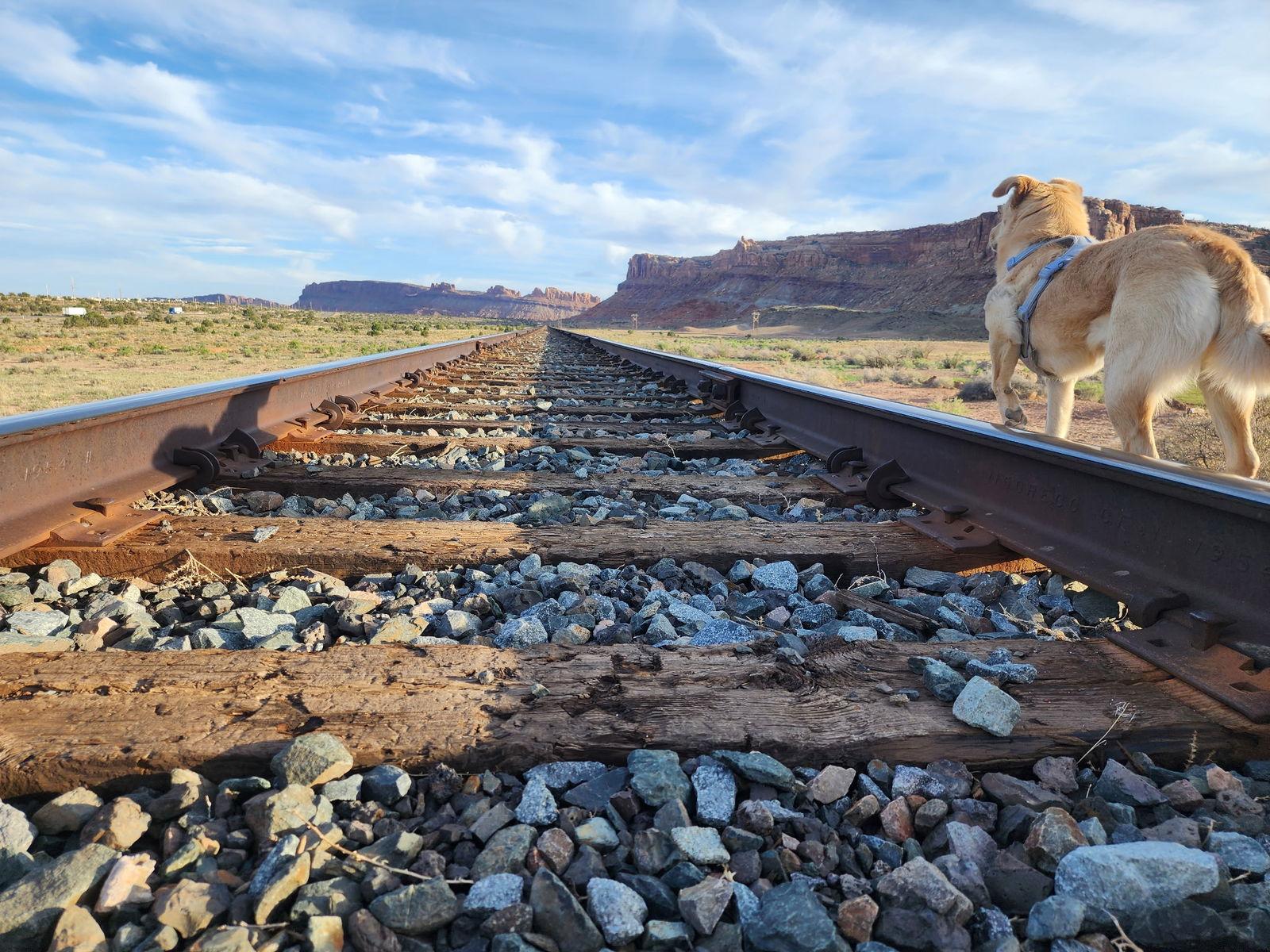 Enlarge Collette, a Adoptable Collie in Salt Lake City, UT image 3/3