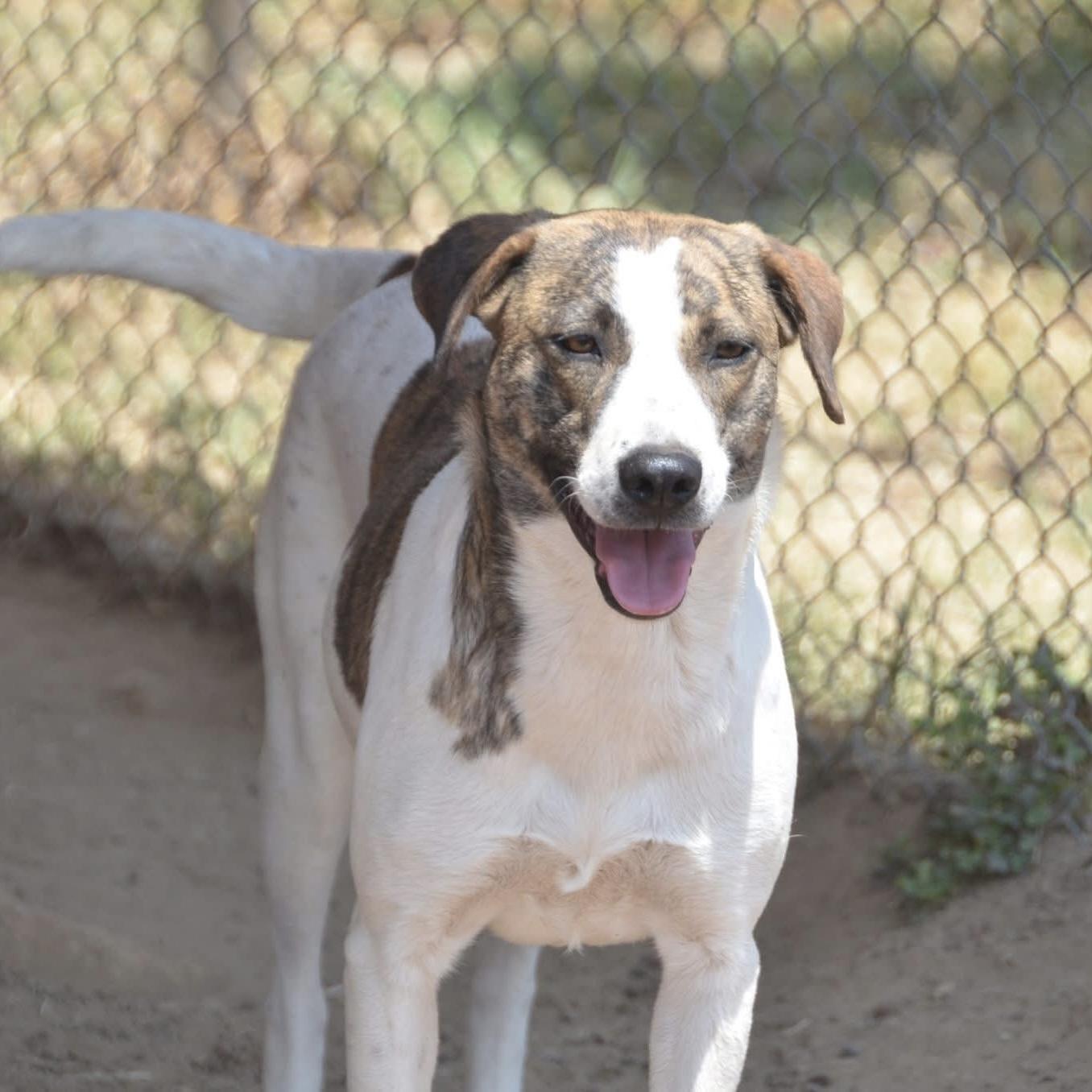 Enlarge Madison, a ADOPTABLE mixed breed in Mississauga, ON image 1/5