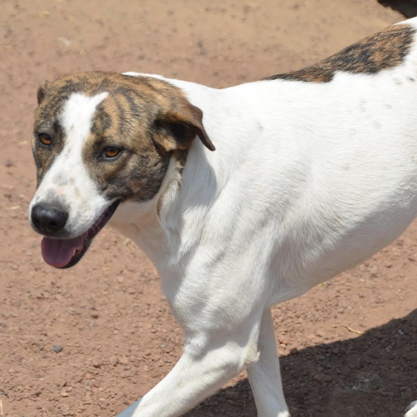 Enlarge Madison, a ADOPTABLE mixed breed in Mississauga, ON image 4/5