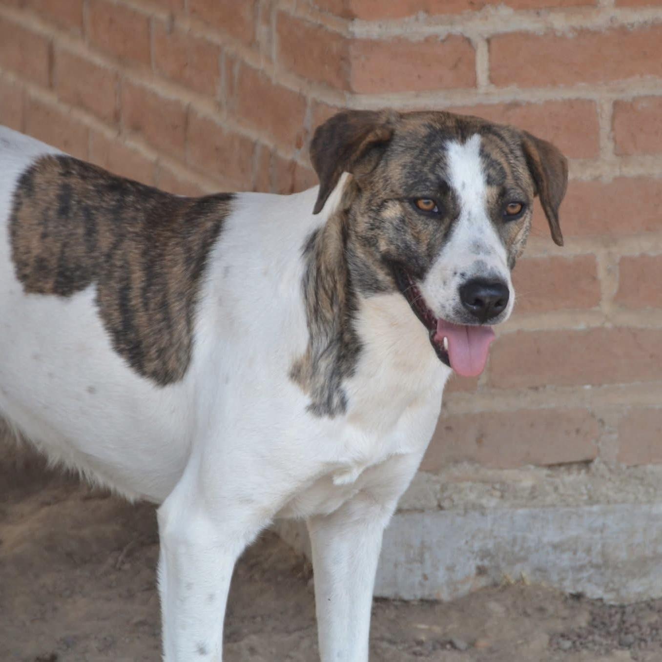 Enlarge Madison, a ADOPTABLE mixed breed in Mississauga, ON image 2/5