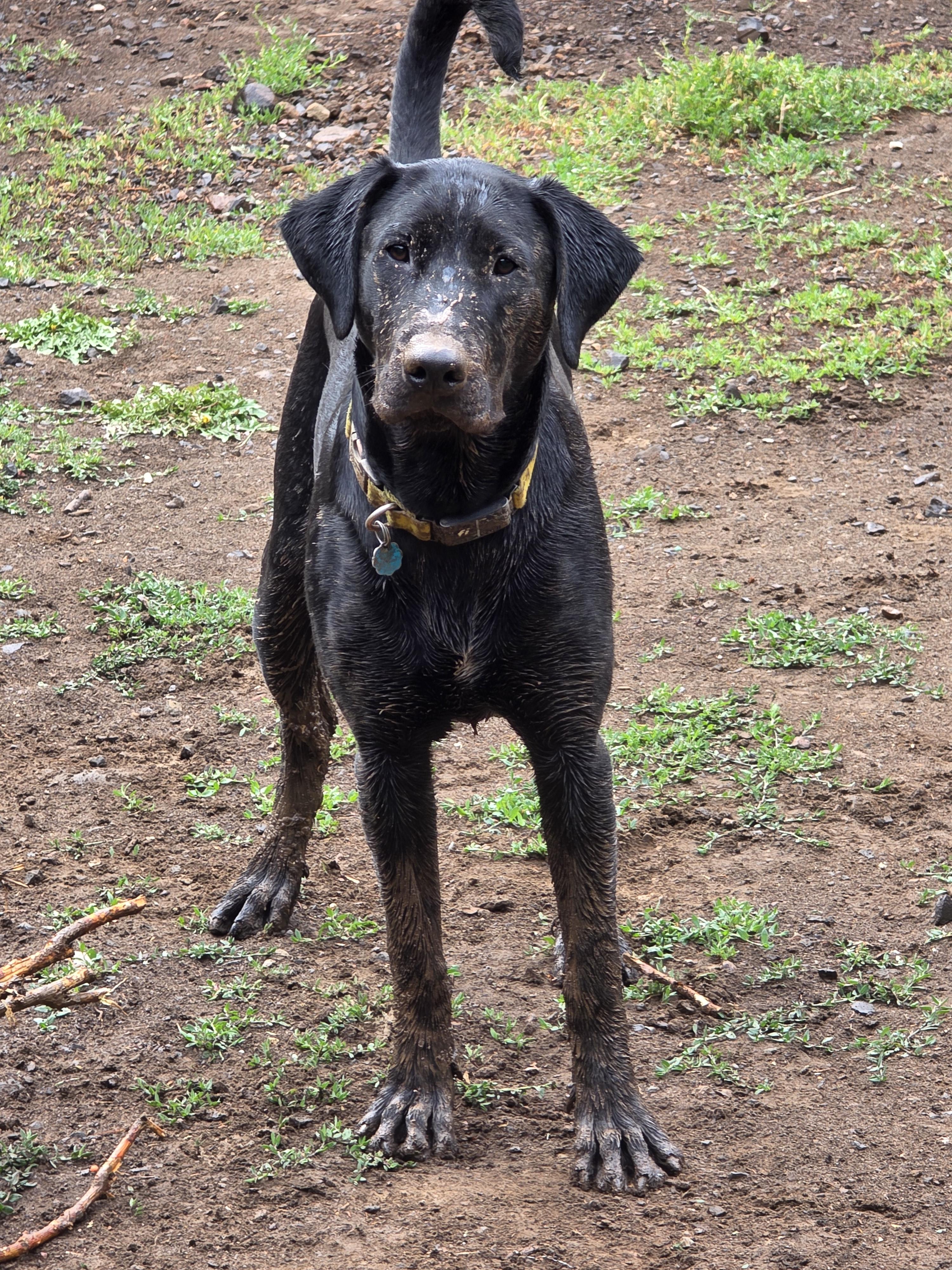 Hank, a ADOPTABLE mixed breed in Roslyn, WA image 3/4