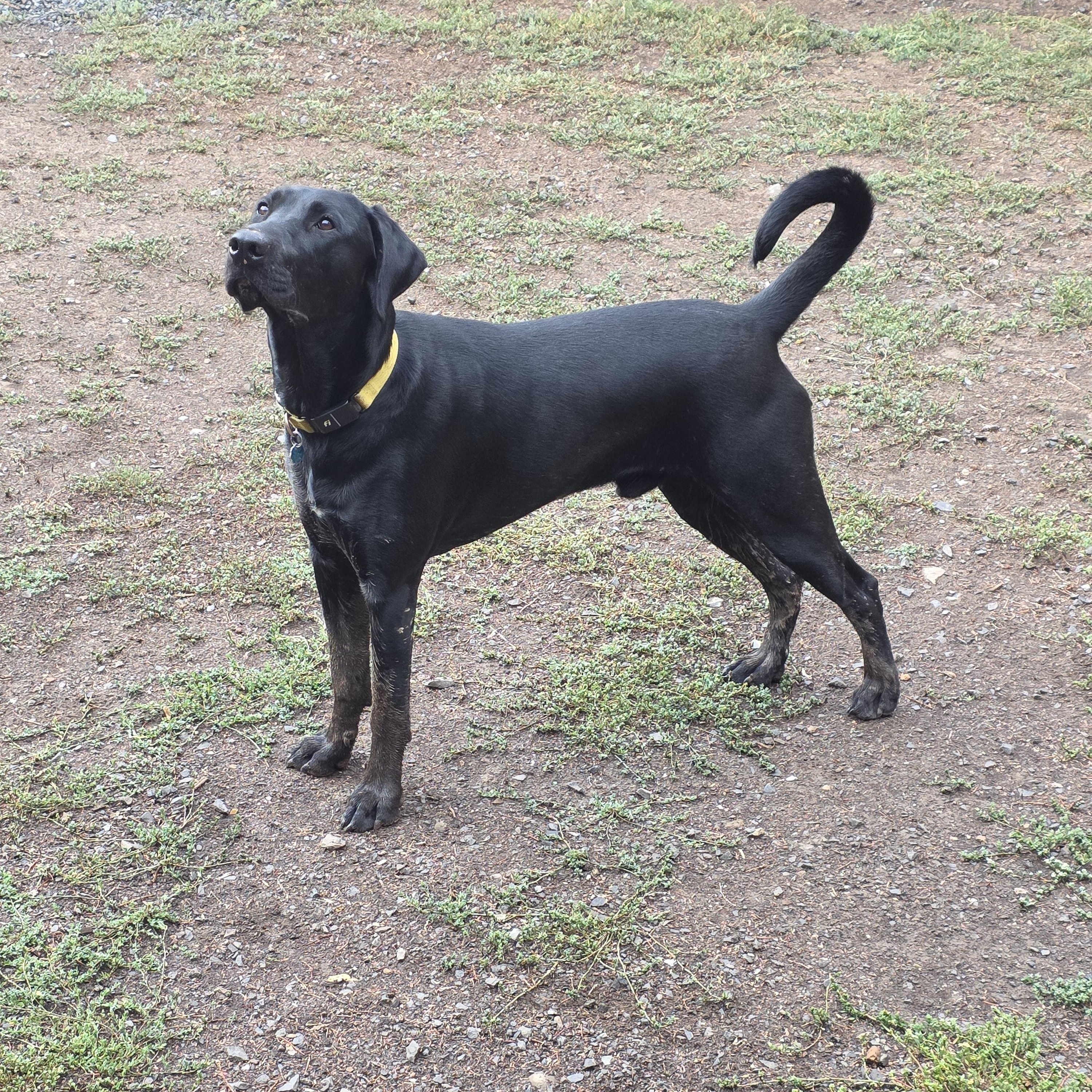 Hank, ADOPTABLE, Adult Male Chocolate Labrador Retriever & Doberman Pinscher.