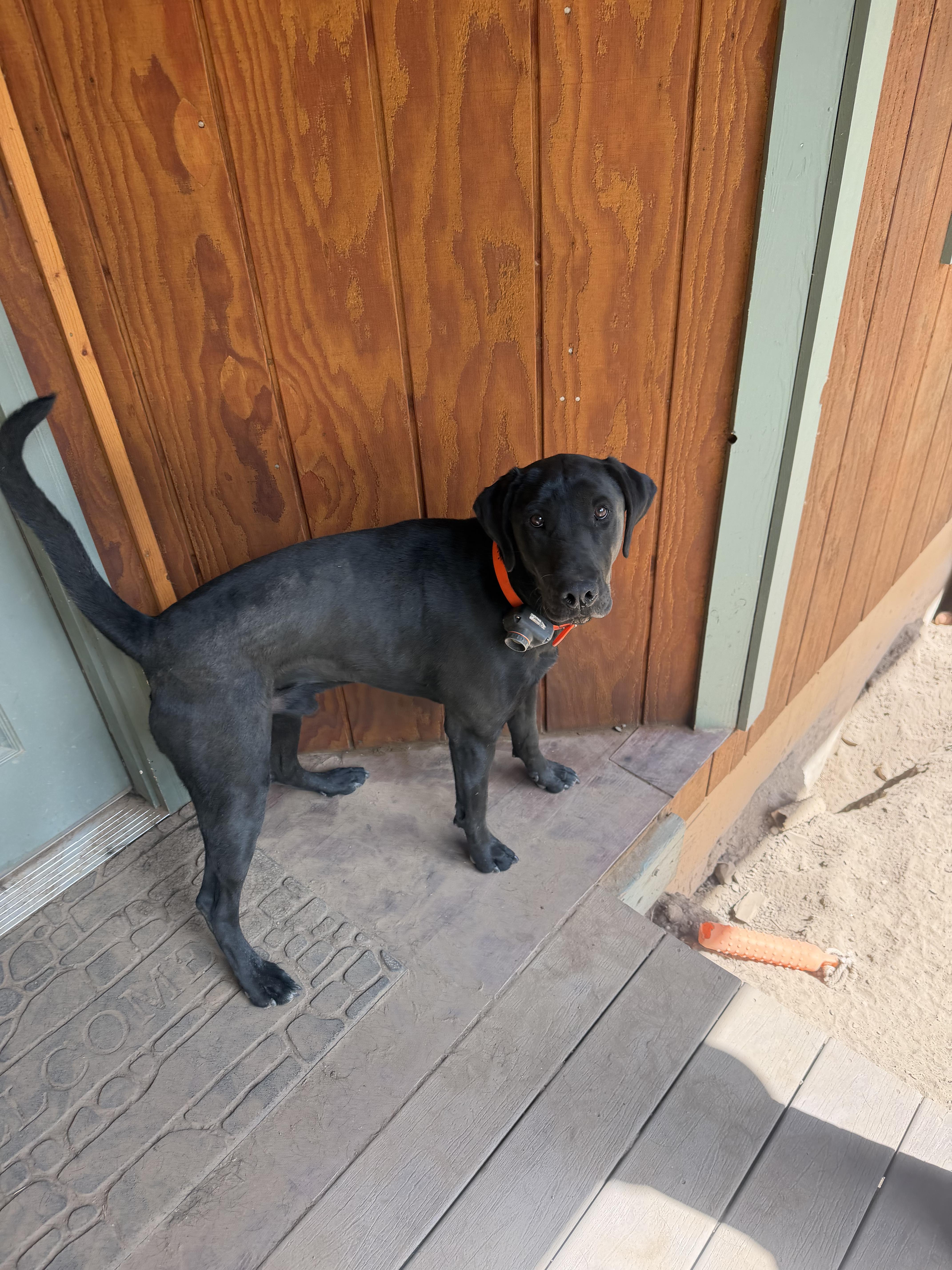 Hank, a ADOPTABLE mixed breed in Roslyn, WA image 4/4