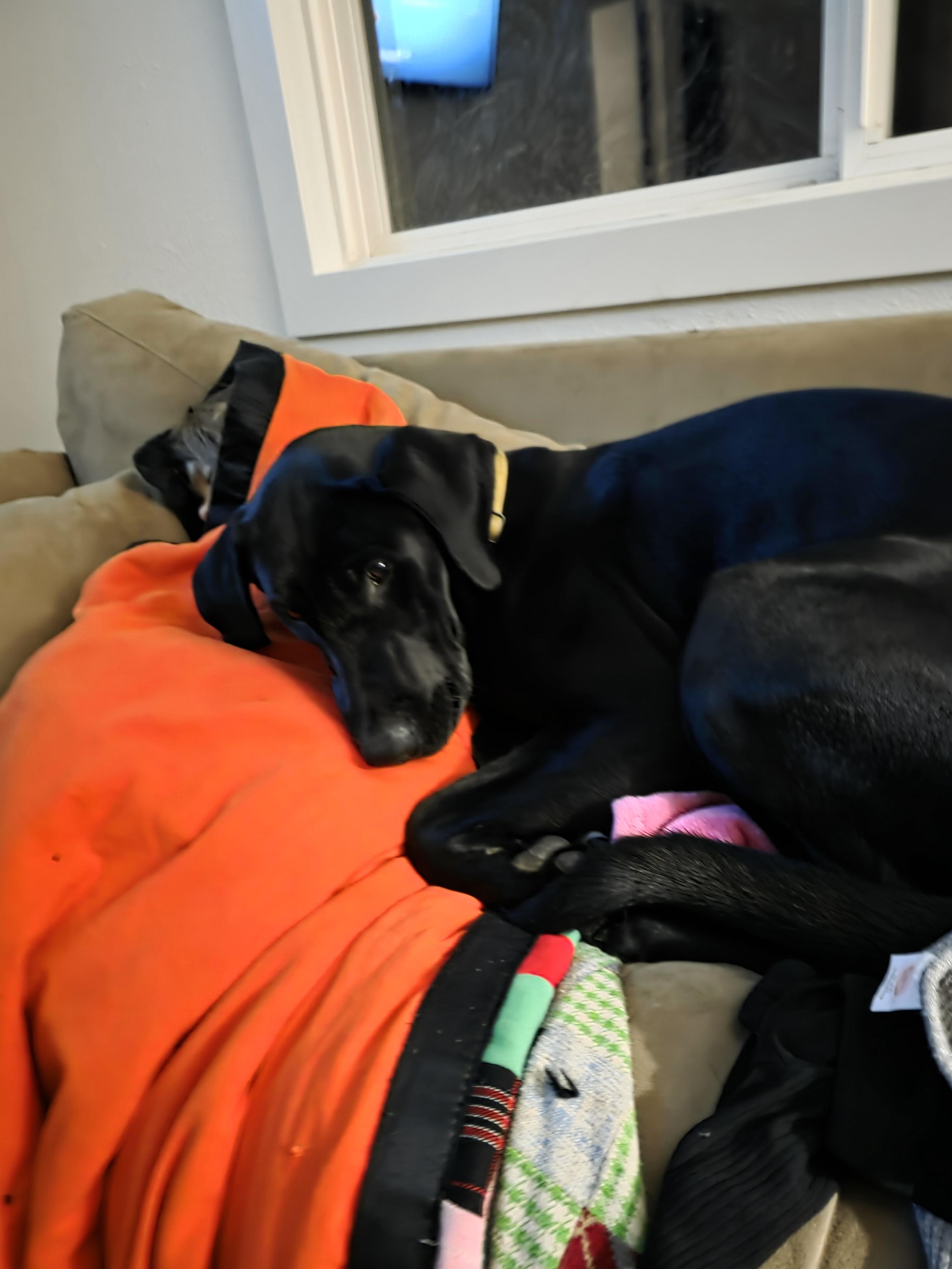 Hank, a ADOPTABLE mixed breed in Roslyn, WA image 2/4