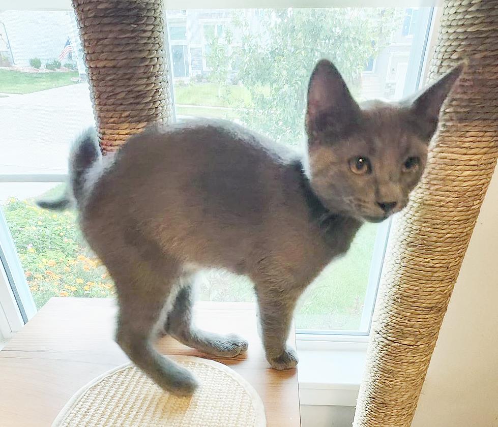 Bennett (Courtesy Post)