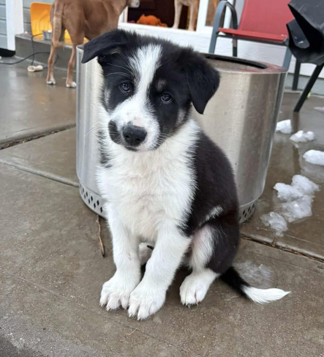 Conrad, adopted, Puppy Male Shepherd & Husky.
