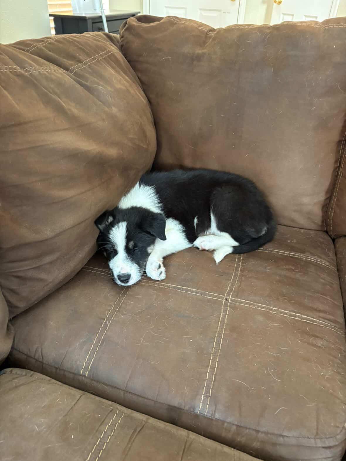 Enlarge Conrad, an adopted mixed breed in Commerce City, CO image 5/6