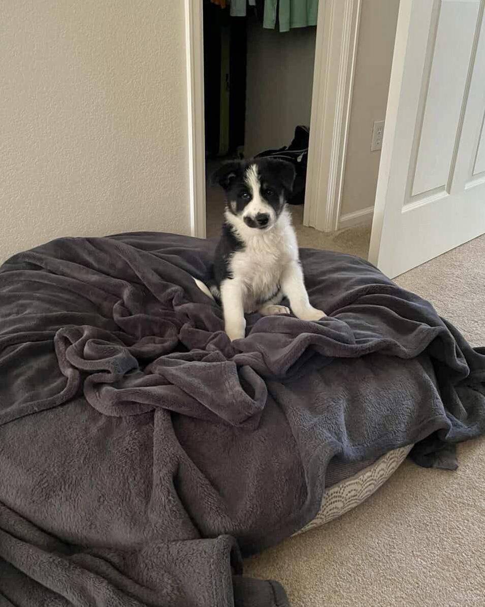 Enlarge Conrad, an adopted mixed breed in Commerce City, CO image 4/6