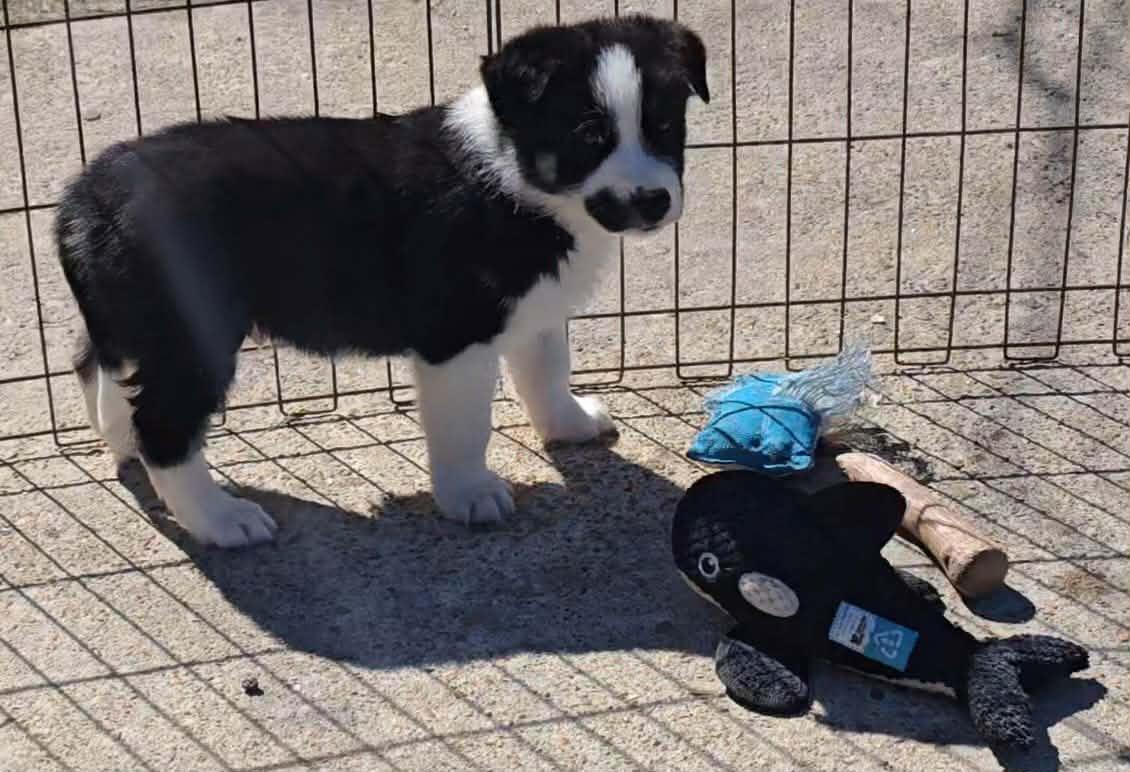Enlarge Conrad, an adopted mixed breed in Commerce City, CO image 6/6