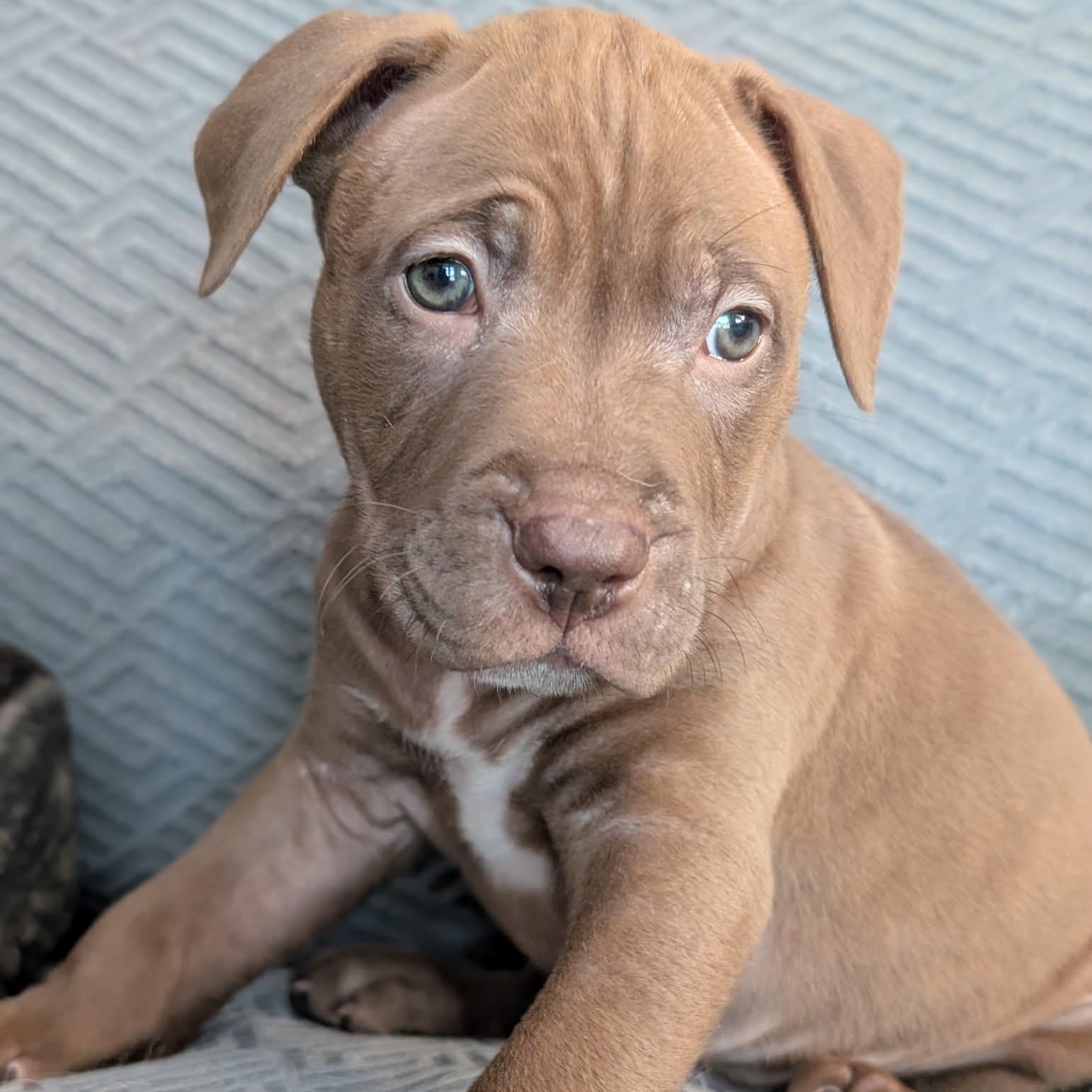 Clover, an adoptable mixed breed in Buffalo, NY image 2/6