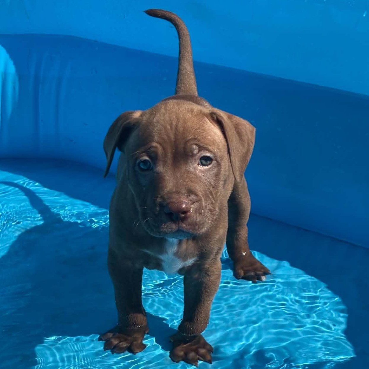 Clover, an adoptable mixed breed in Buffalo, NY image 3/6