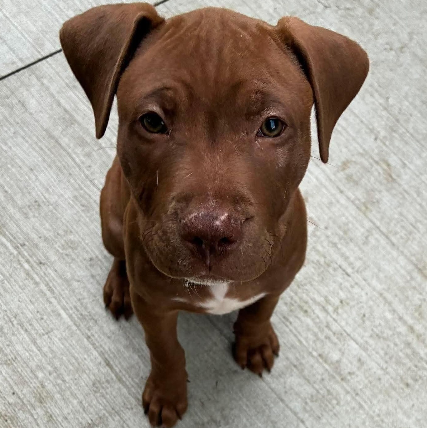 Clover, an adoptable mixed breed in Buffalo, NY image 1/6
