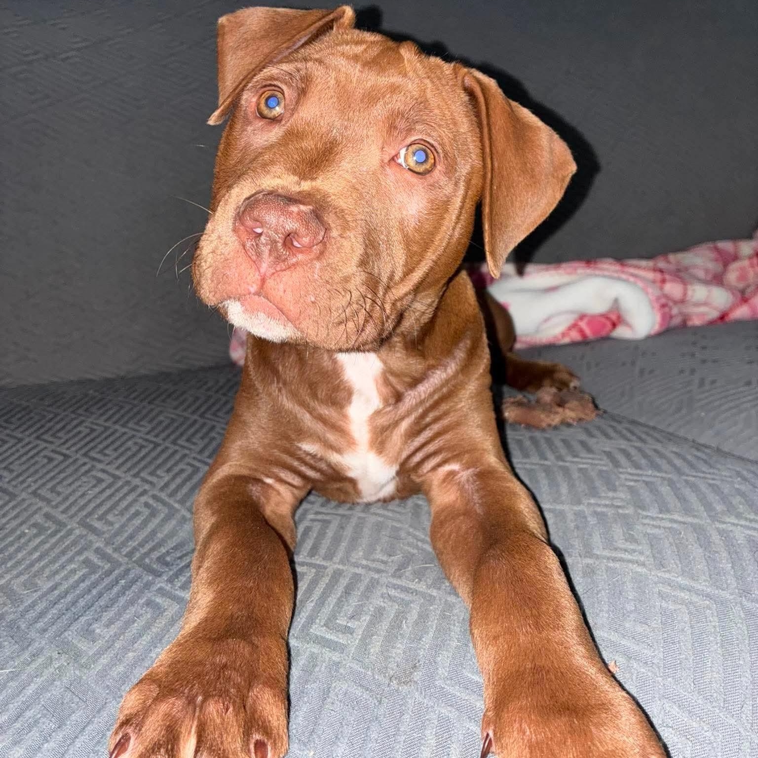 Clover, an adoptable mixed breed in Buffalo, NY image 6/6