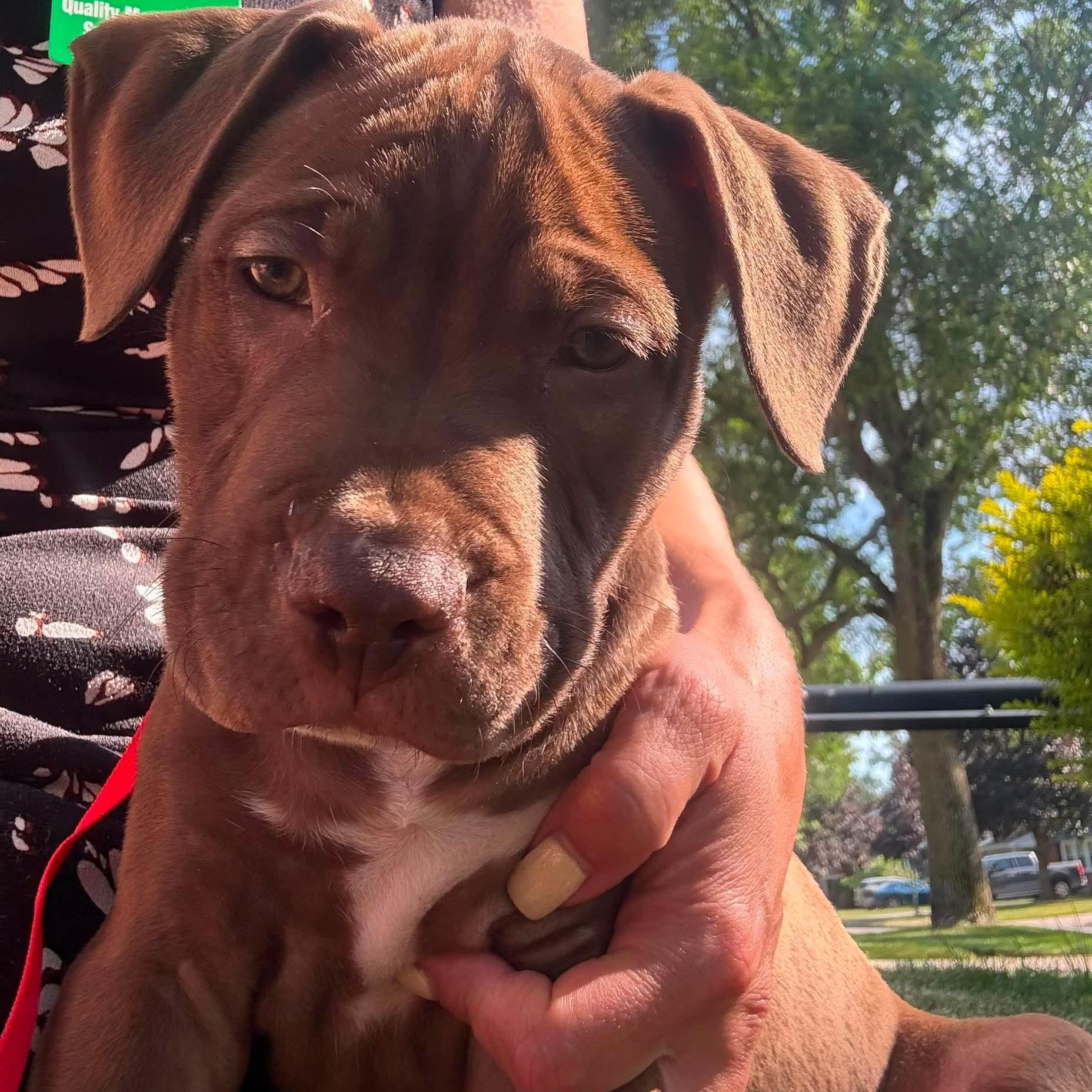 Clover, an adoptable mixed breed in Buffalo, NY image 5/6