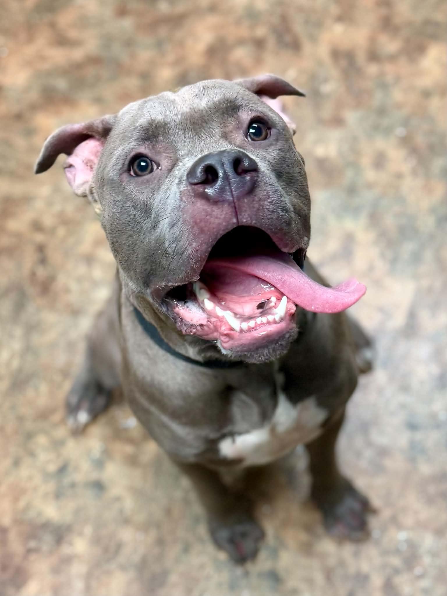 Enlarge Bailey, a Adoptable mixed breed in Brunswick, ME image 2/2