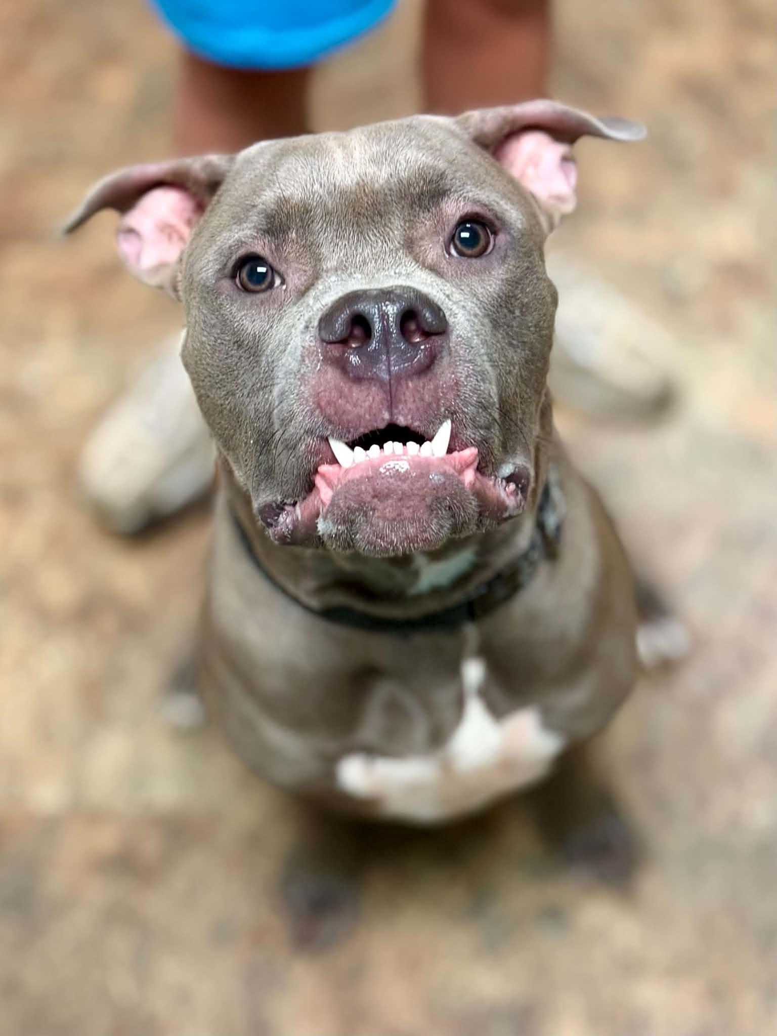 Bailey, Adoptable, Young Male Mastiff & American Bulldog.