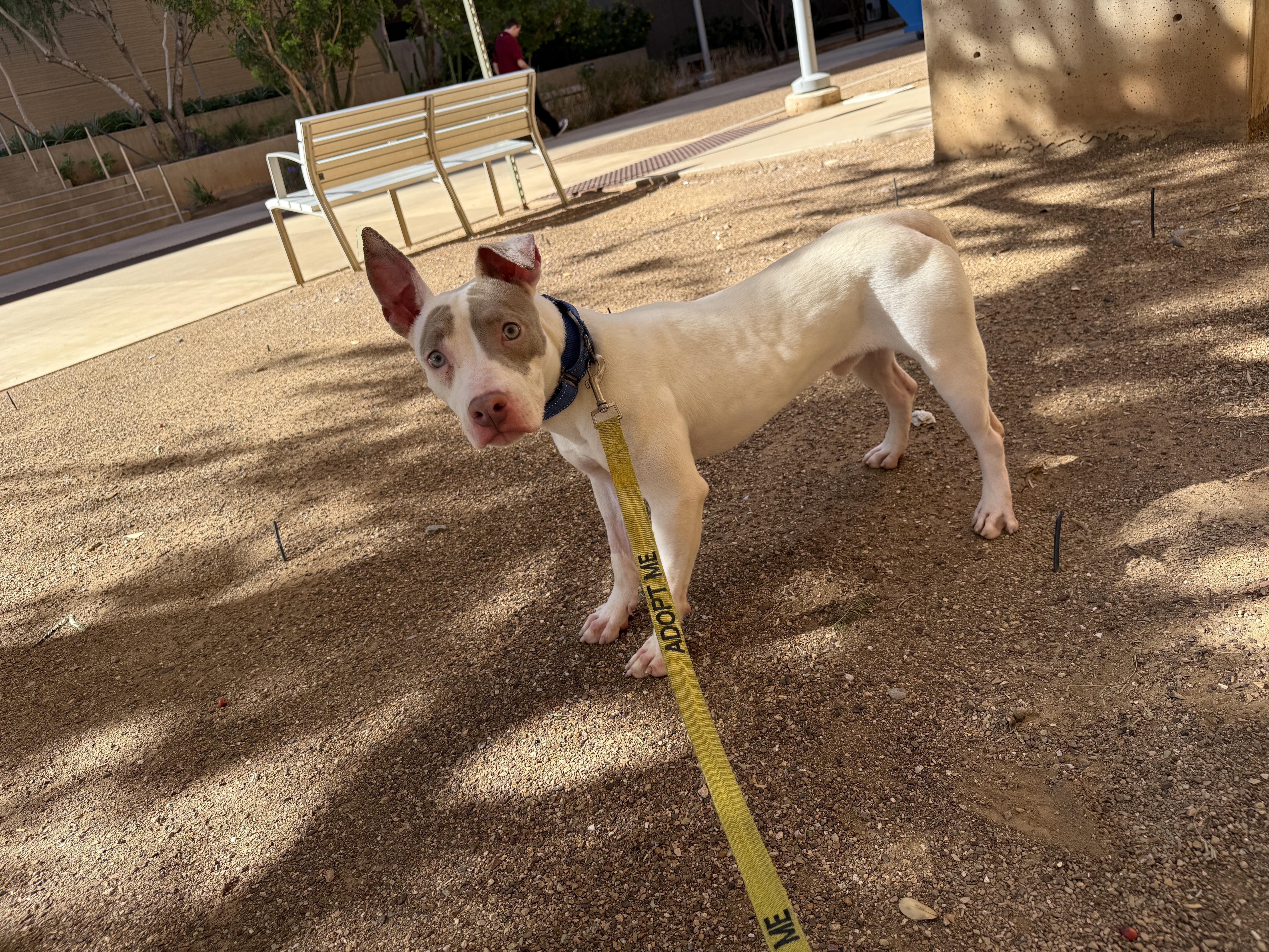 Turner 4086, adoptable, Young Male Pit Bull Terrier.