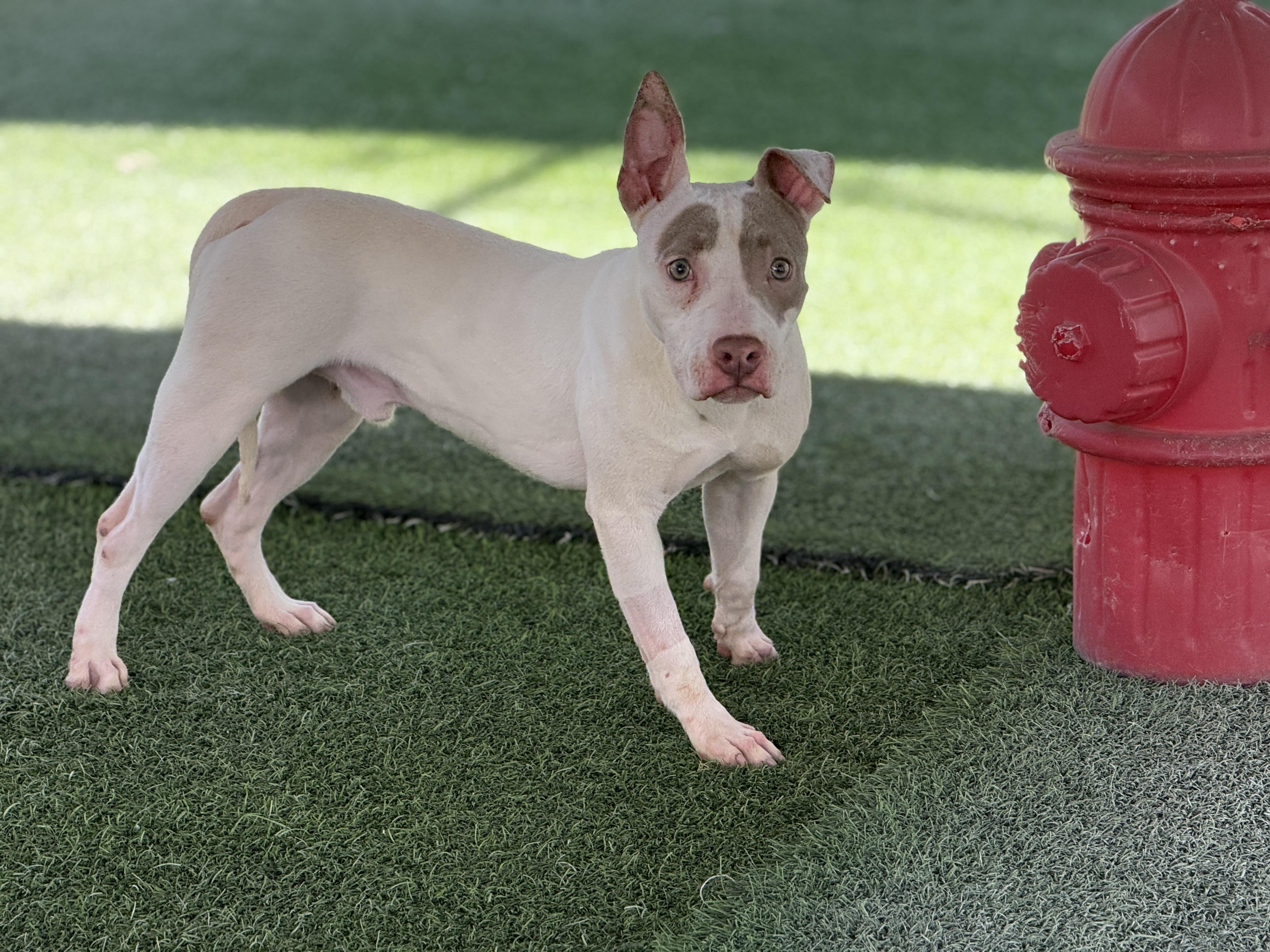Enlarge Turner 4086, an adoptable mixed breed in Phoenix, AZ image 2/6