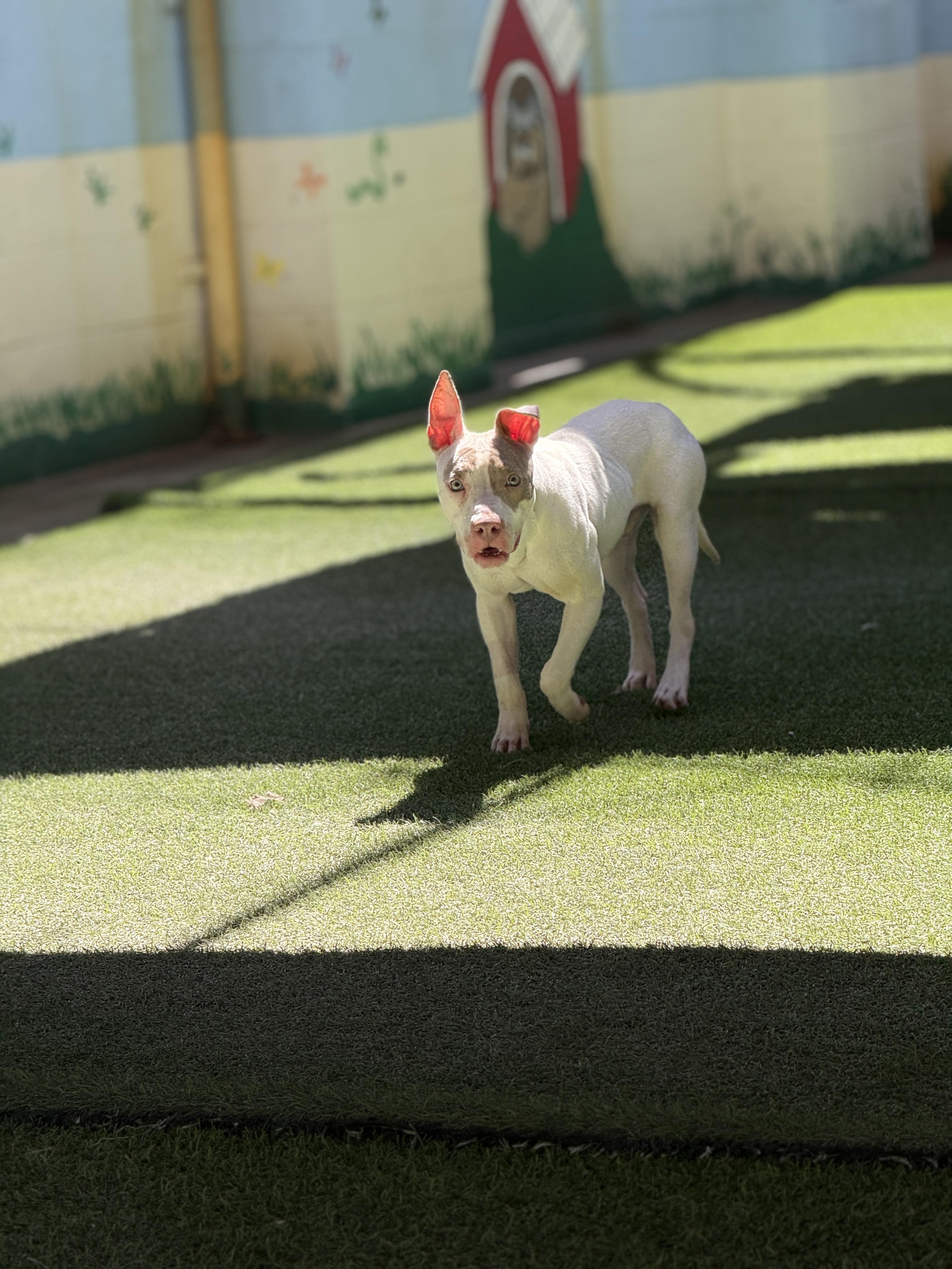 Enlarge Turner 4086, an adoptable mixed breed in Phoenix, AZ image 3/6