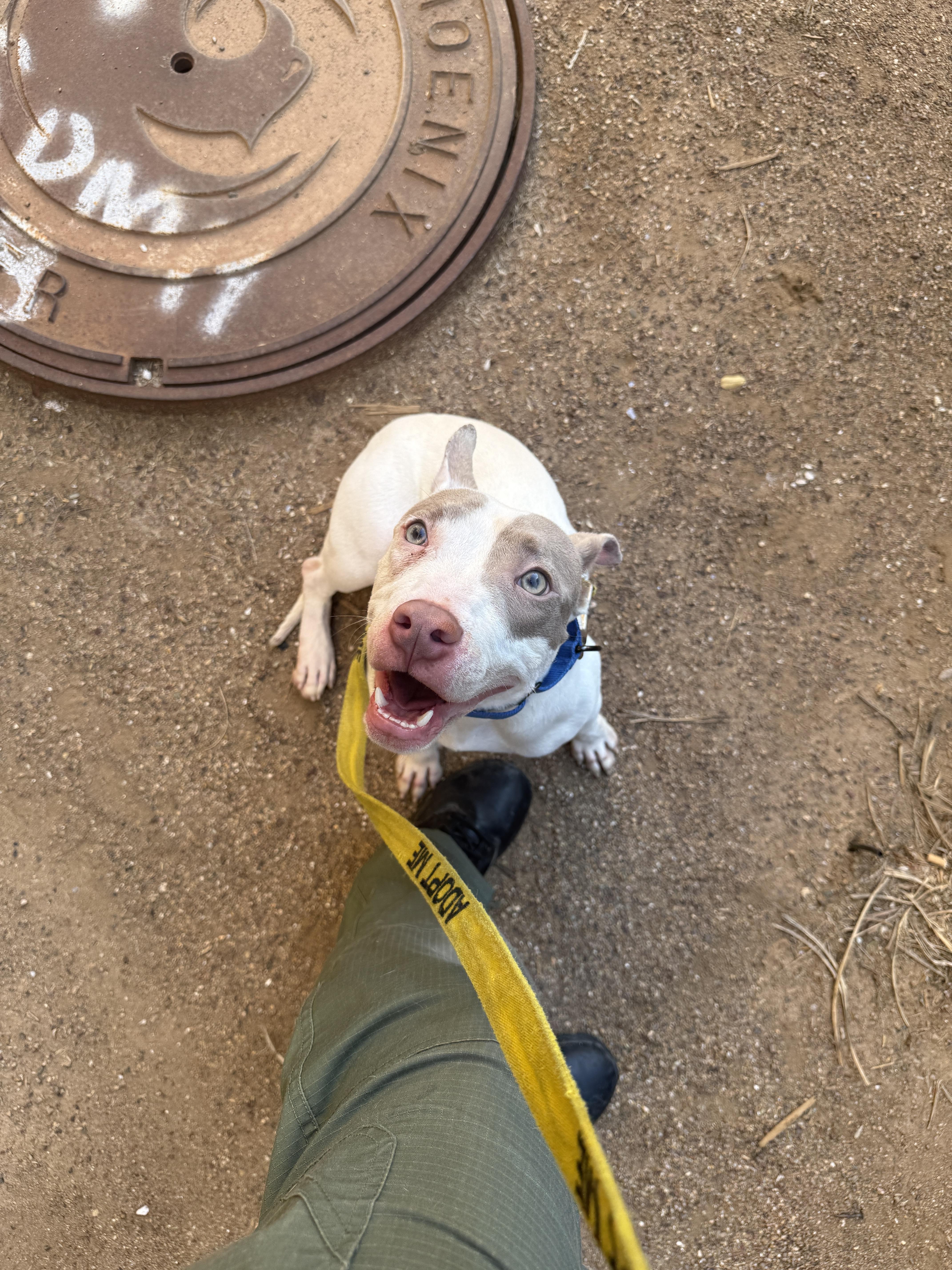 Enlarge Turner 4086, an adoptable mixed breed in Phoenix, AZ image 4/6