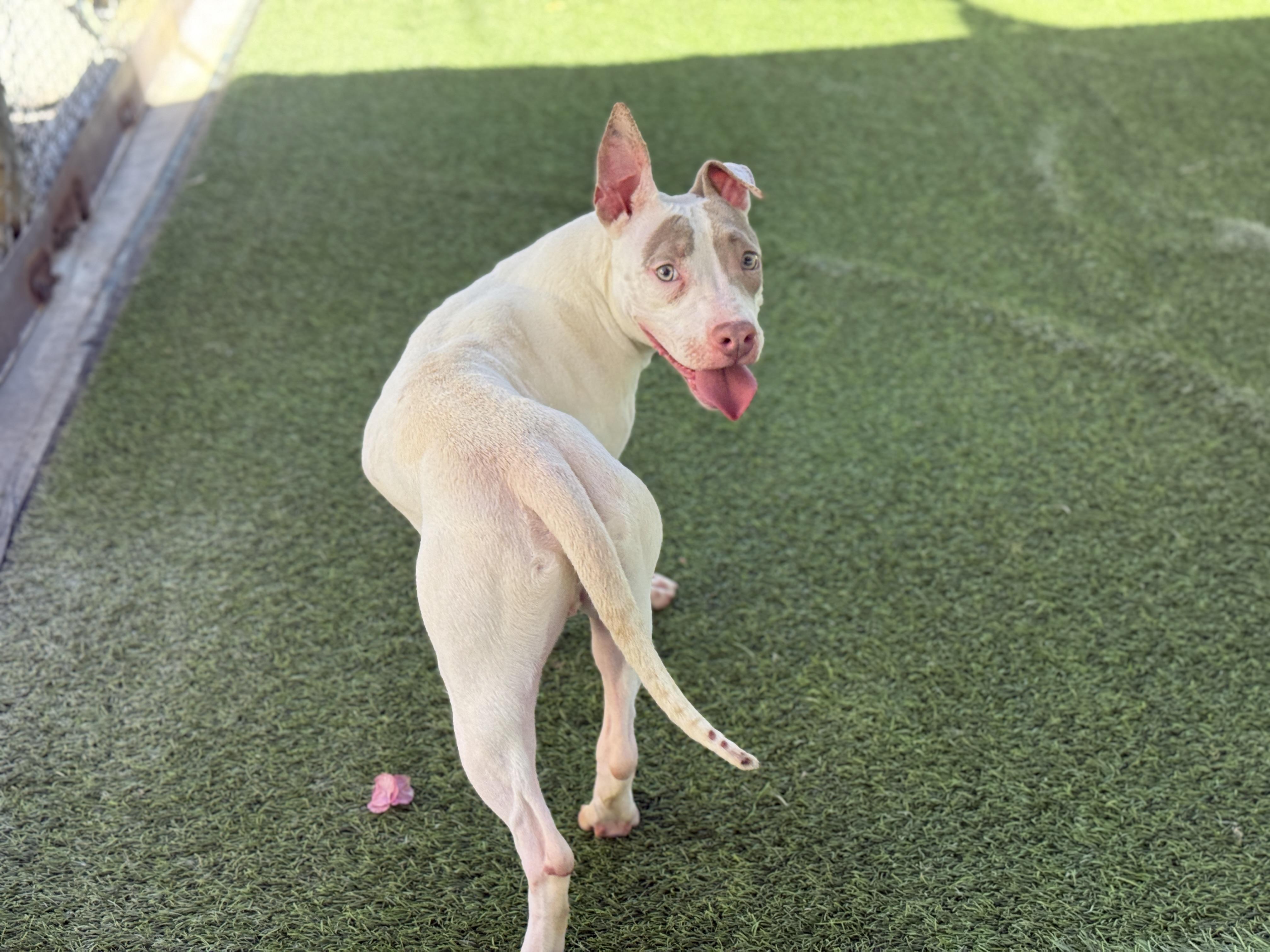Enlarge Turner 4086, an adoptable mixed breed in Phoenix, AZ image 5/6