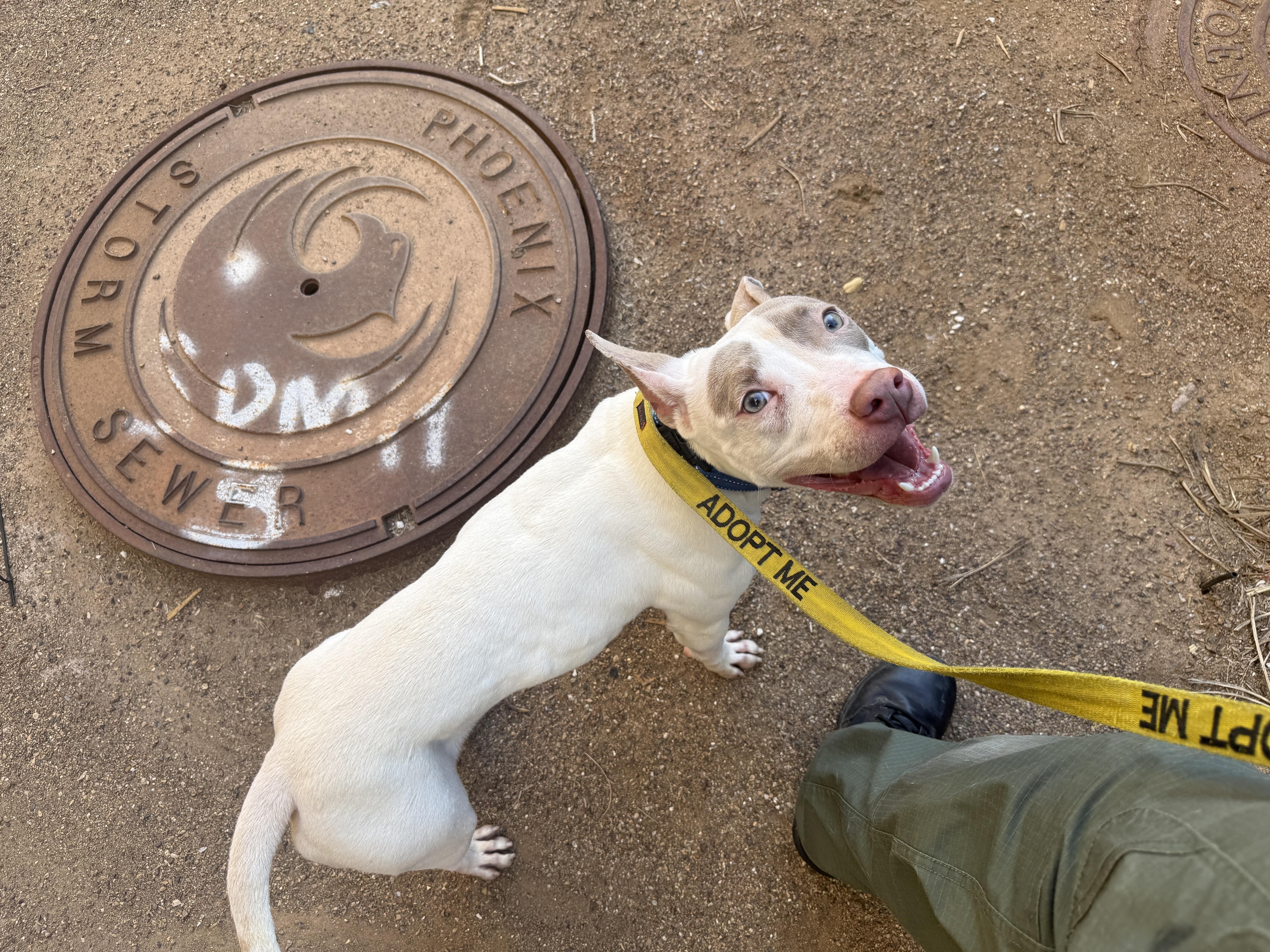 Enlarge Turner 4086, an adoptable mixed breed in Phoenix, AZ image 6/6