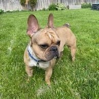 Sir Rocky