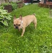 Sir Rocky