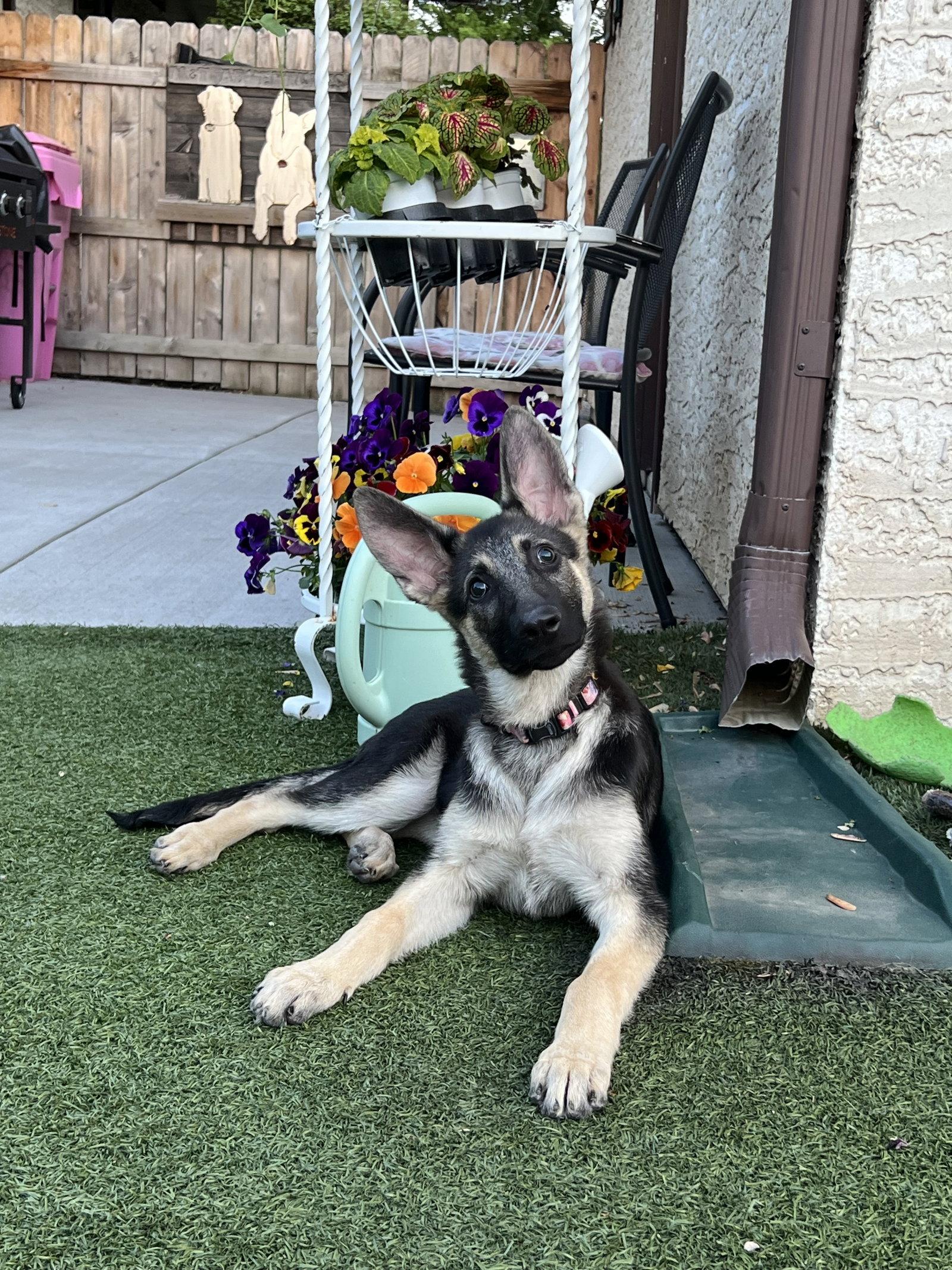Indi, a Adoptable German Shepherd Dog in Hugo, MN image 1/3