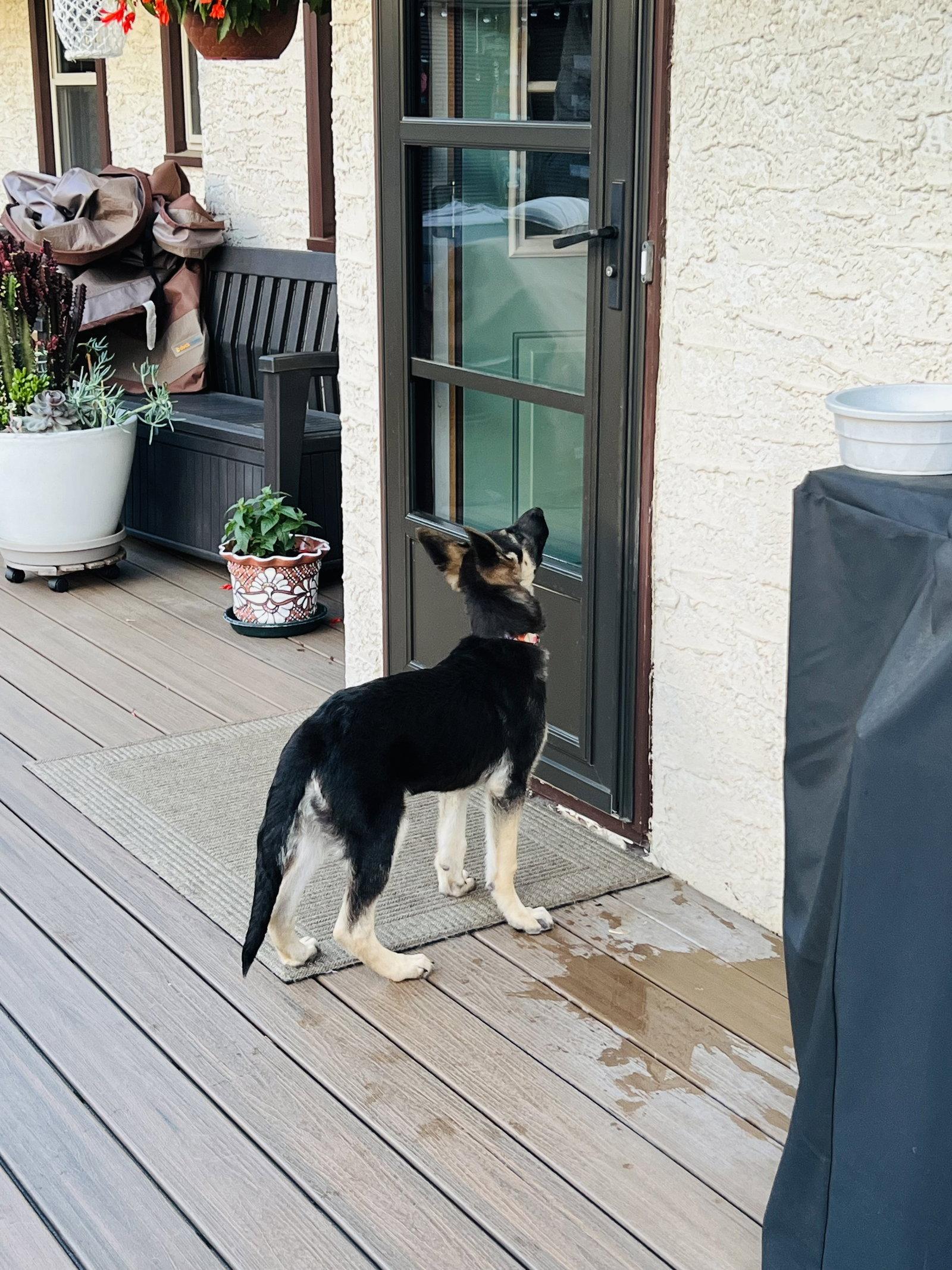 Indi, a Adoptable German Shepherd Dog in Hugo, MN image 2/3