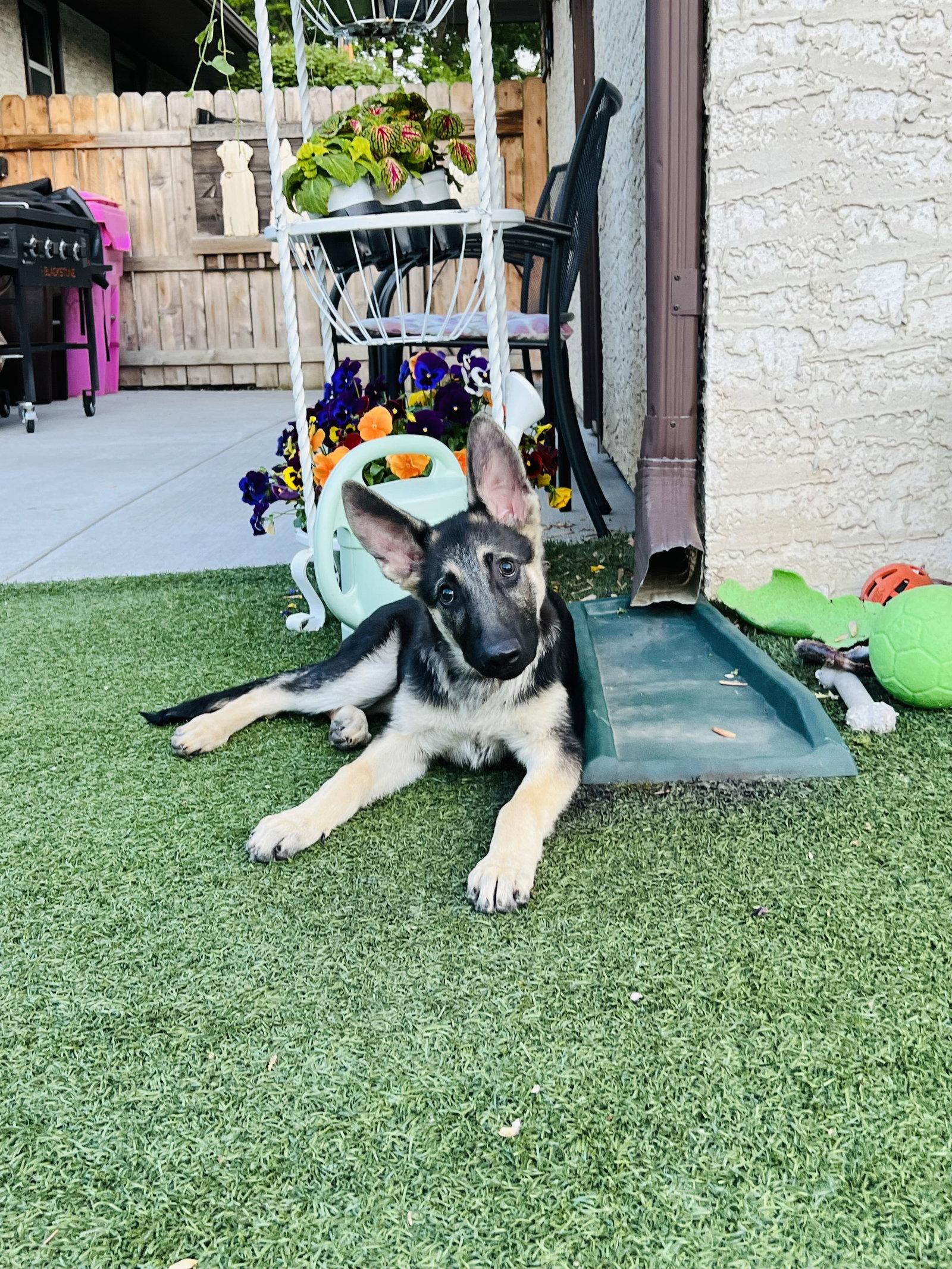 Indi, a Adoptable German Shepherd Dog in Hugo, MN image 3/3