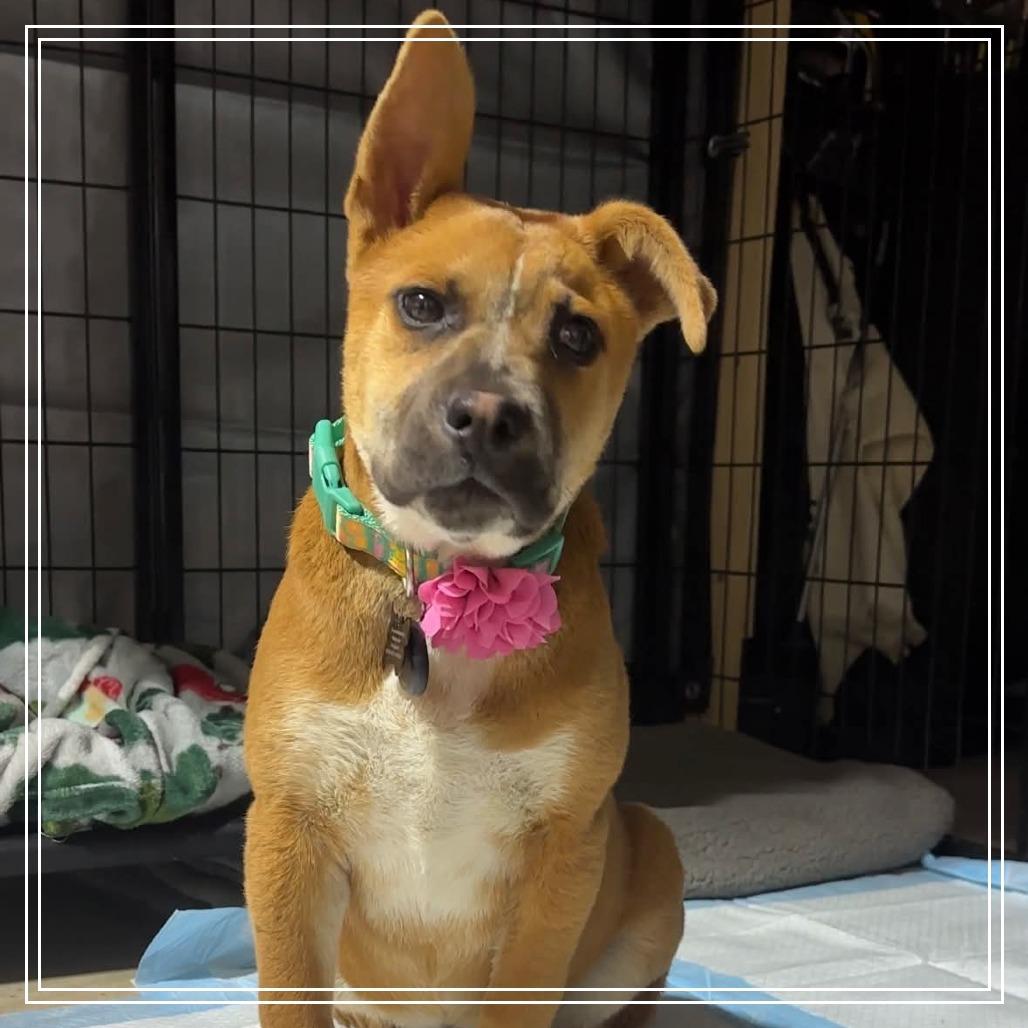 Cleopatra, Adoptable, Puppy Female Black Mouth Cur & Mixed Breed.