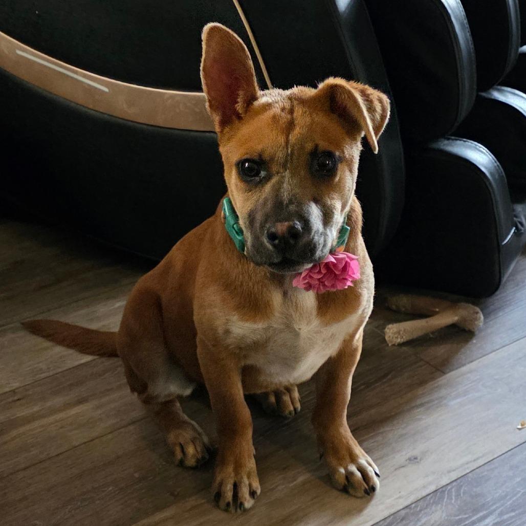 Cleopatra, a Adoptable mixed breed in Chandler, AZ image 2/2