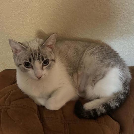 Enlarge Duchess, an adopted Siamese in Waxahachie, TX image 3/3