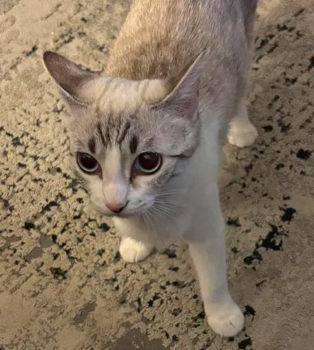Duchess, adopted, Young Female Siamese.