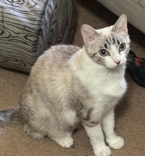 Enlarge Duchess, an adopted Siamese in Waxahachie, TX image 2/3