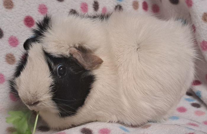 Priscilla, Adoptable, Adult Female Abyssinian.