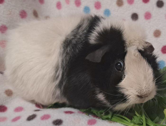 Enlarge Priscilla, a Adoptable Abyssinian in Gary, IN image 2/4