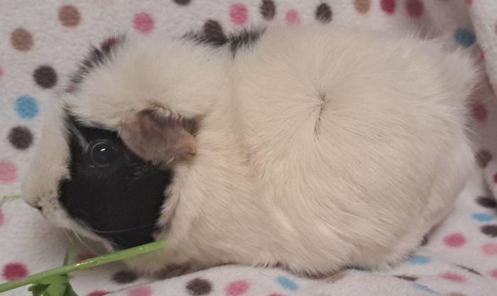 Enlarge Priscilla, a Adoptable Abyssinian in Gary, IN image 3/4