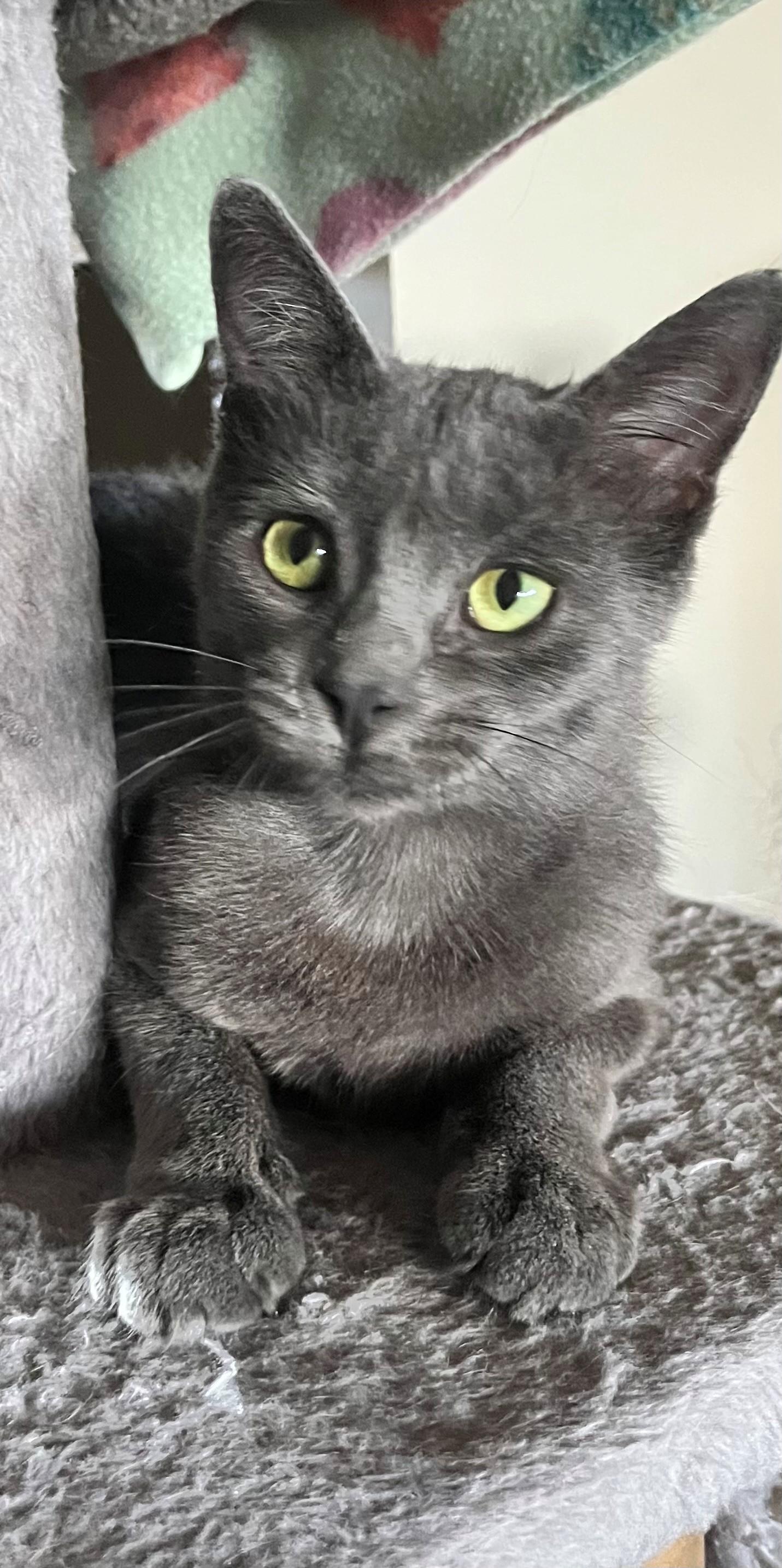 Martha, Adoptable, Kitten Female Domestic Short Hair.