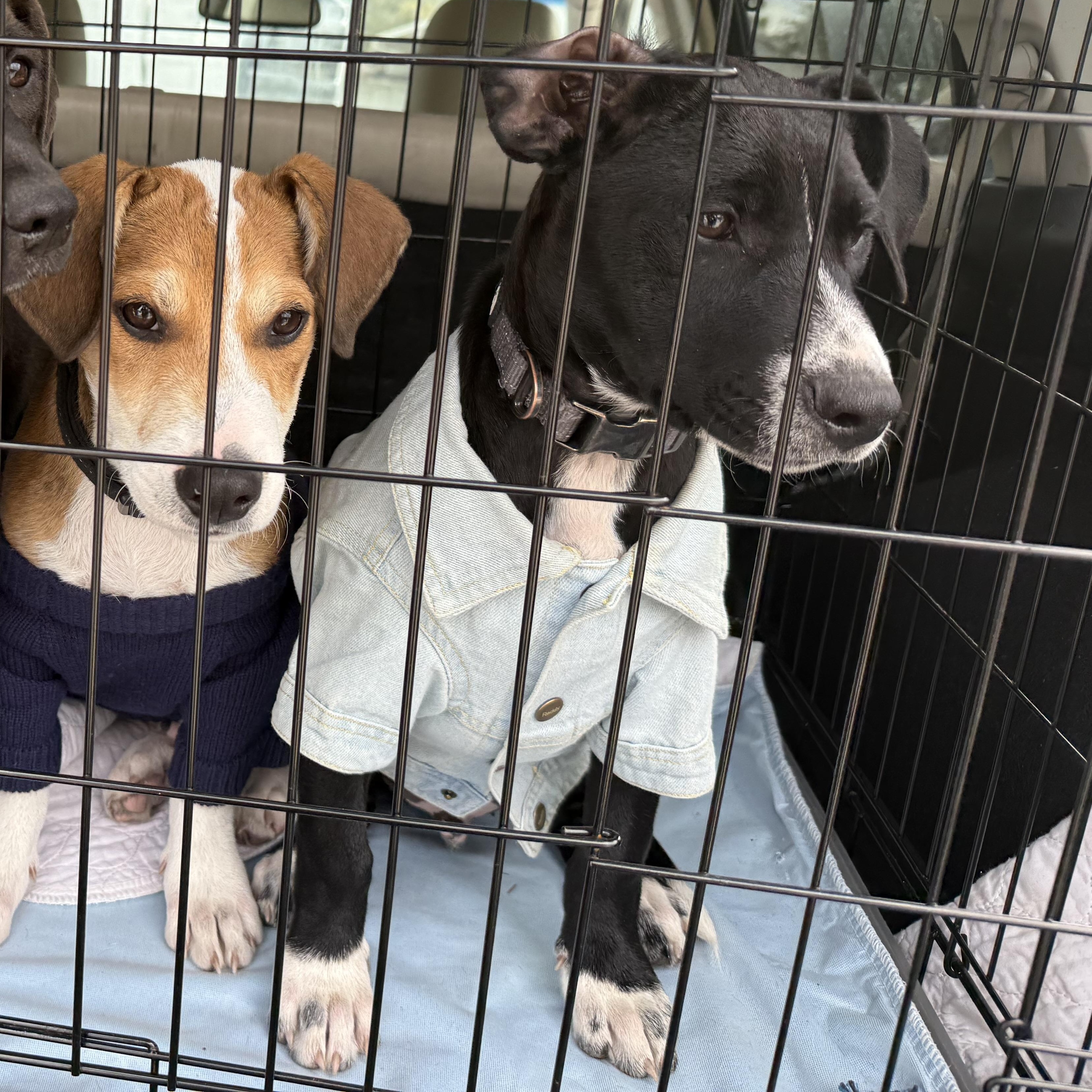 Enlarge Rune, a ADOPTABLE mixed breed in Palm Bay, FL image 2/6