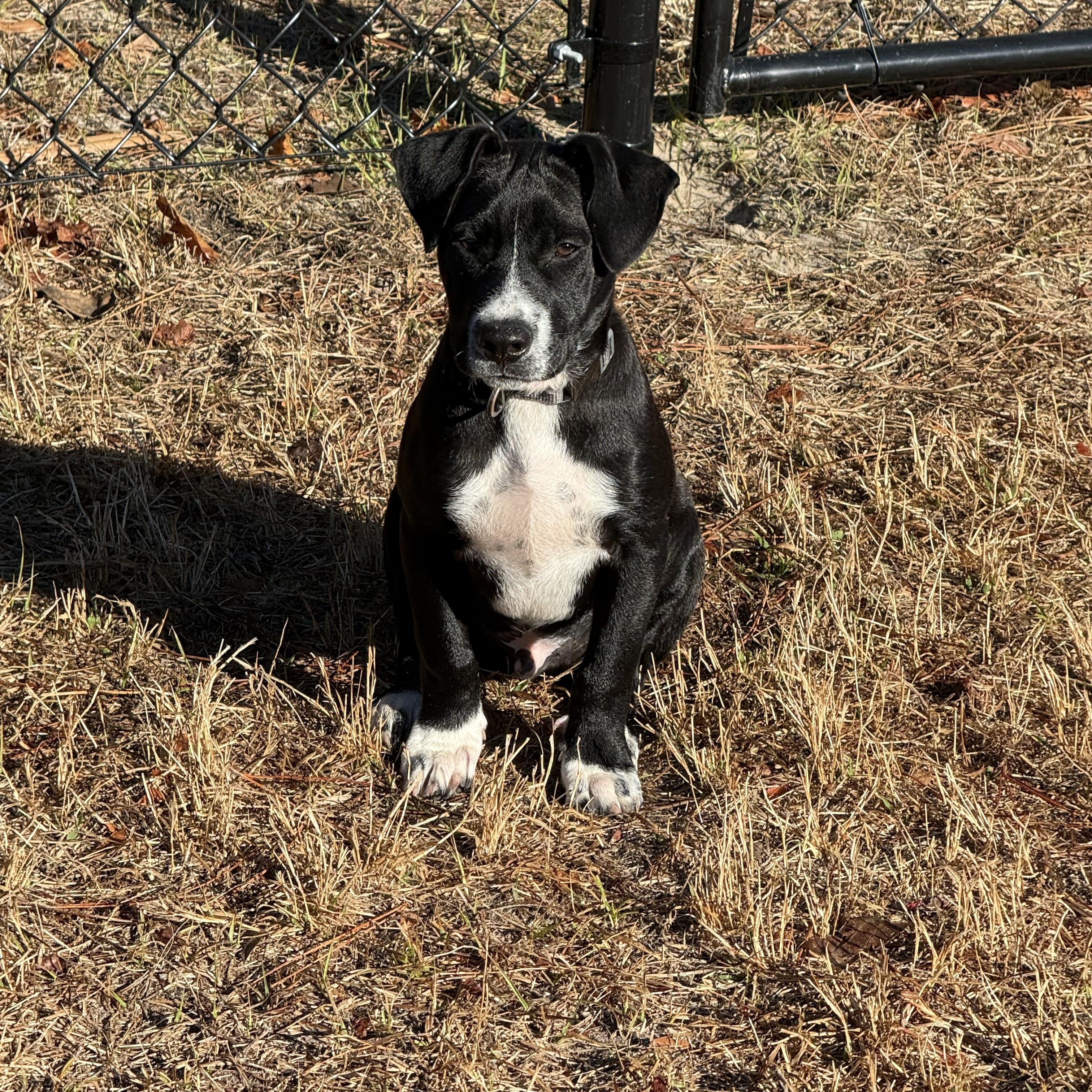 Enlarge Rune, a ADOPTABLE mixed breed in Palm Bay, FL image 1/6