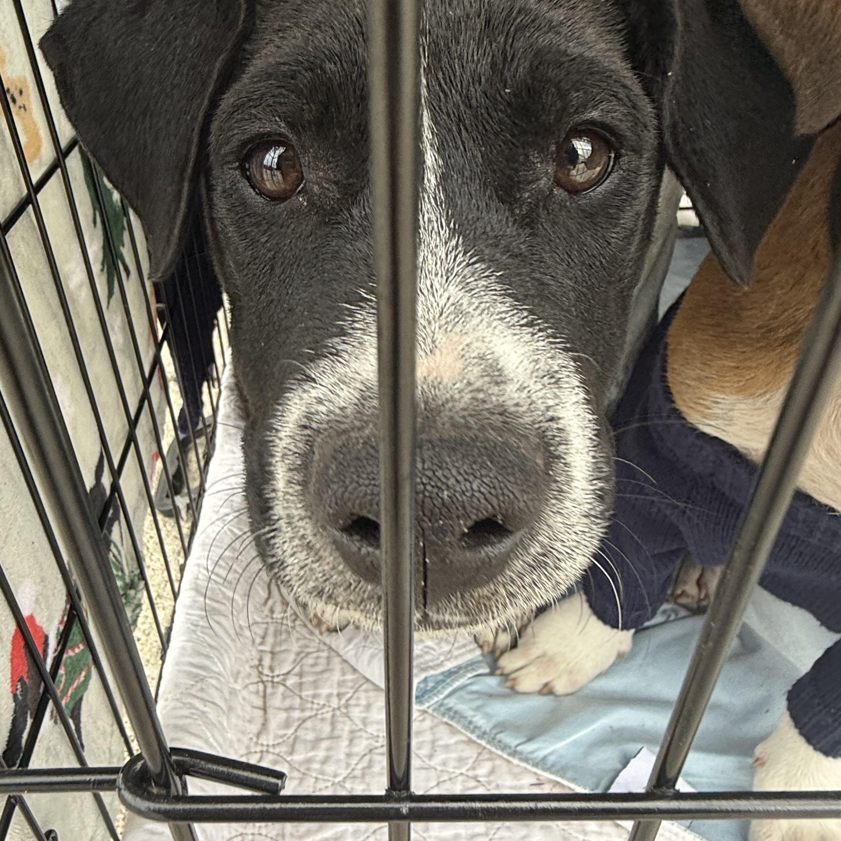 Enlarge Rune, a ADOPTABLE mixed breed in Palm Bay, FL image 5/6